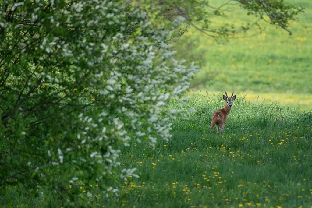 Jak zostać fotografem przyrody - kluczowe umiejętności i porady